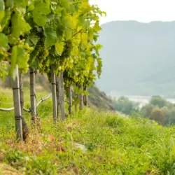 Weinbau & Obstbau